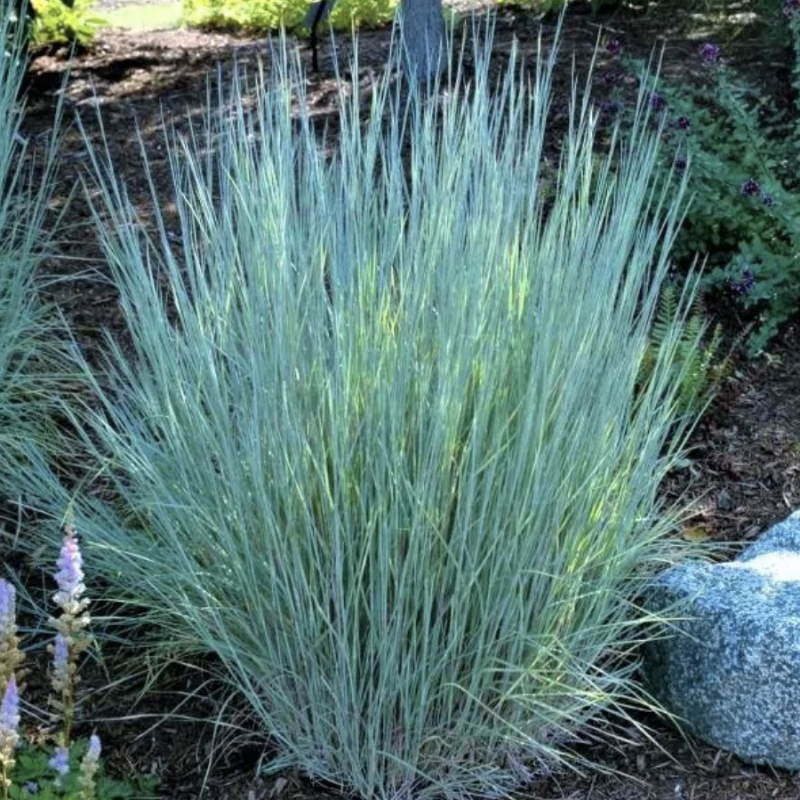 Little Bluestem The 2022 Perennial Plant Of The Year Nebraska